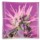 purple haze0